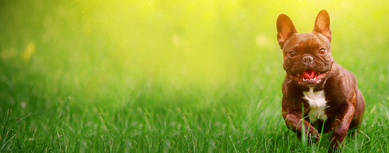 The Secret Life of Walter Mitty Dog Names Popular Male